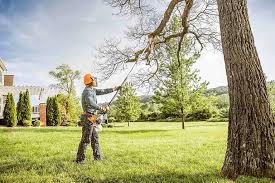  North Fork, AZ Tree Services Pros